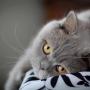 sguardo