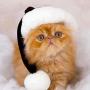 Natale