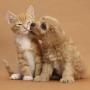 cani e gatti