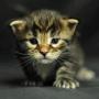 Piccola tigre
