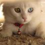 Gatti